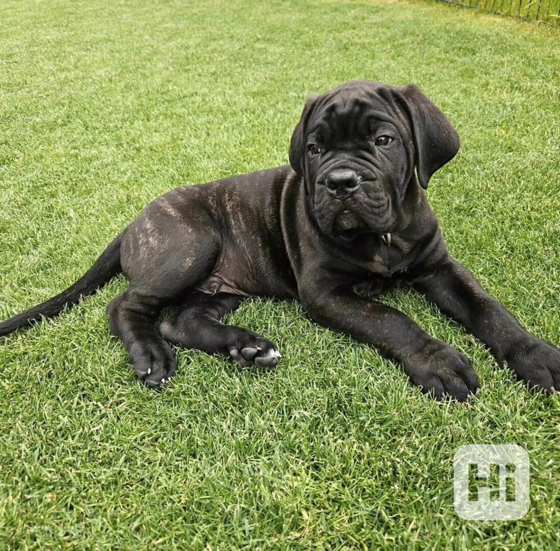 Tato krásná štěňata Cane Corso  - foto 1