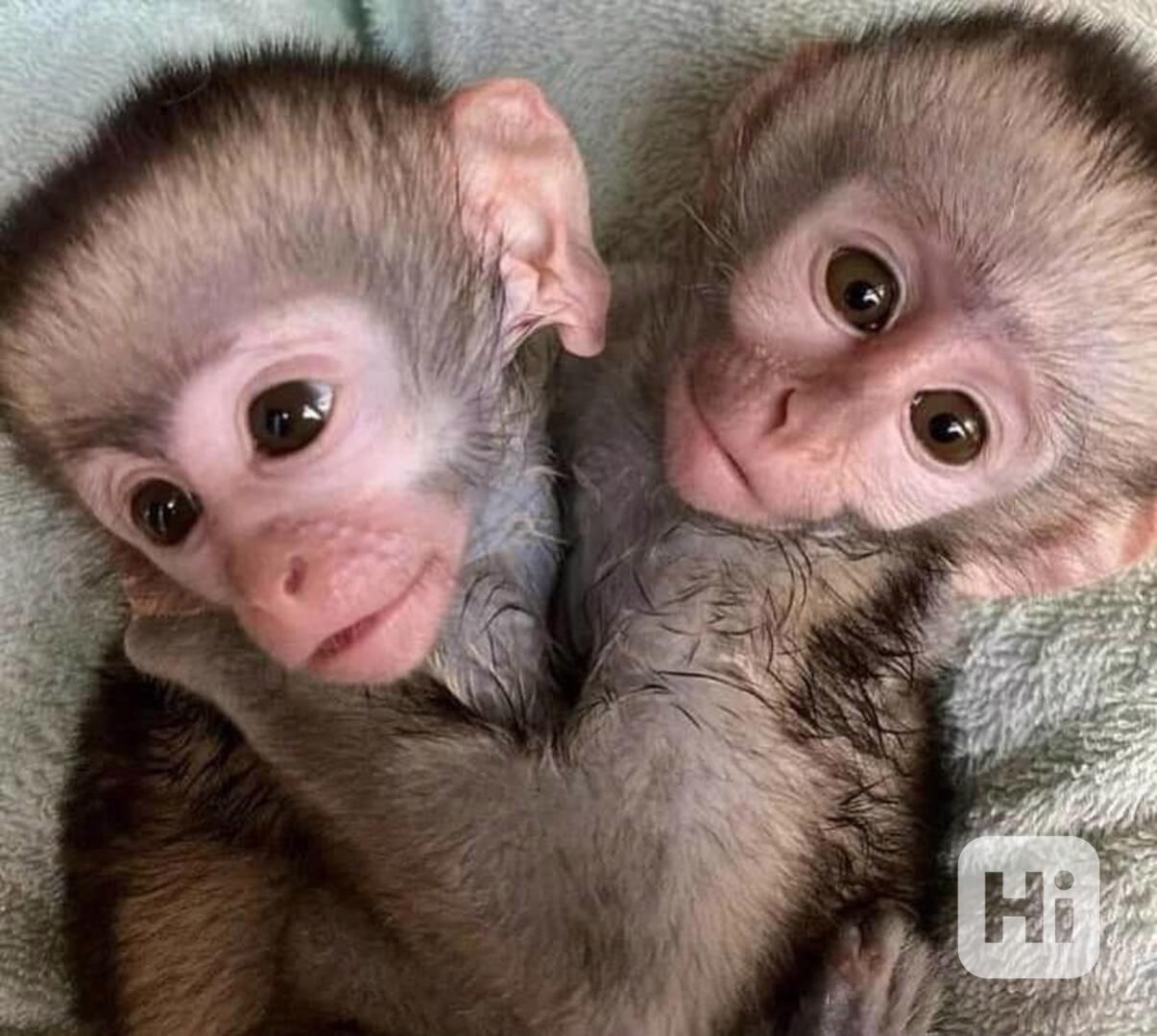 K dispozici kapucínské opice - foto 1