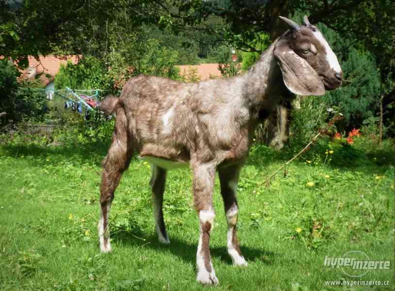 Anglonubijská koza - kozlíci na prodej - foto 2