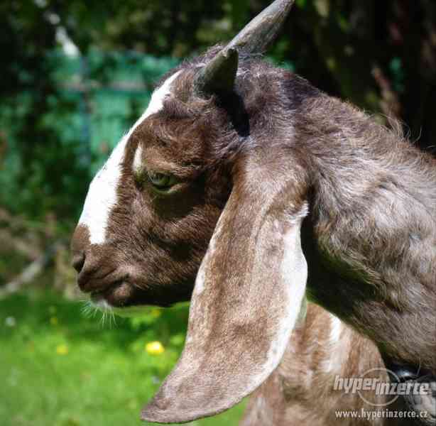 Anglonubijská koza - kozlíci na prodej - foto 3