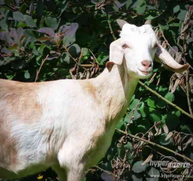 Anglonubijská koza - kozlíci na prodej - foto 4