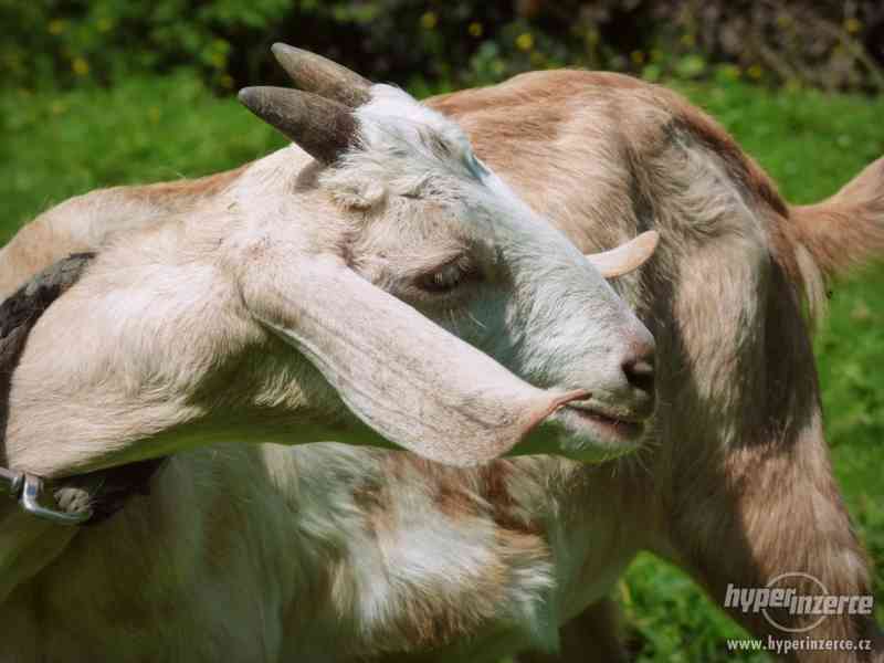 Anglonubijská koza - kozlíci na prodej - foto 5