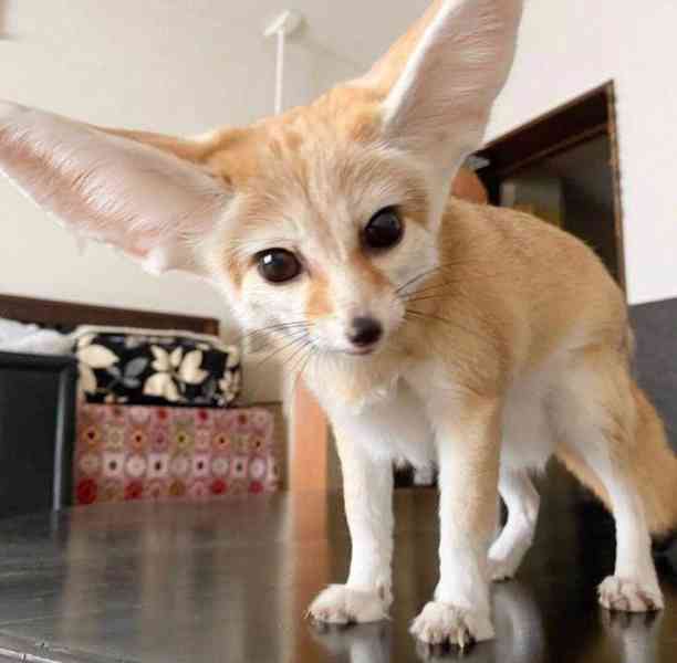 Špičková fennec liška zdarma k adopci zdarma  - foto 1
