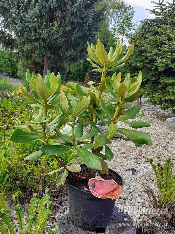Okrasné dřeviny - Rododendron červený - foto 1