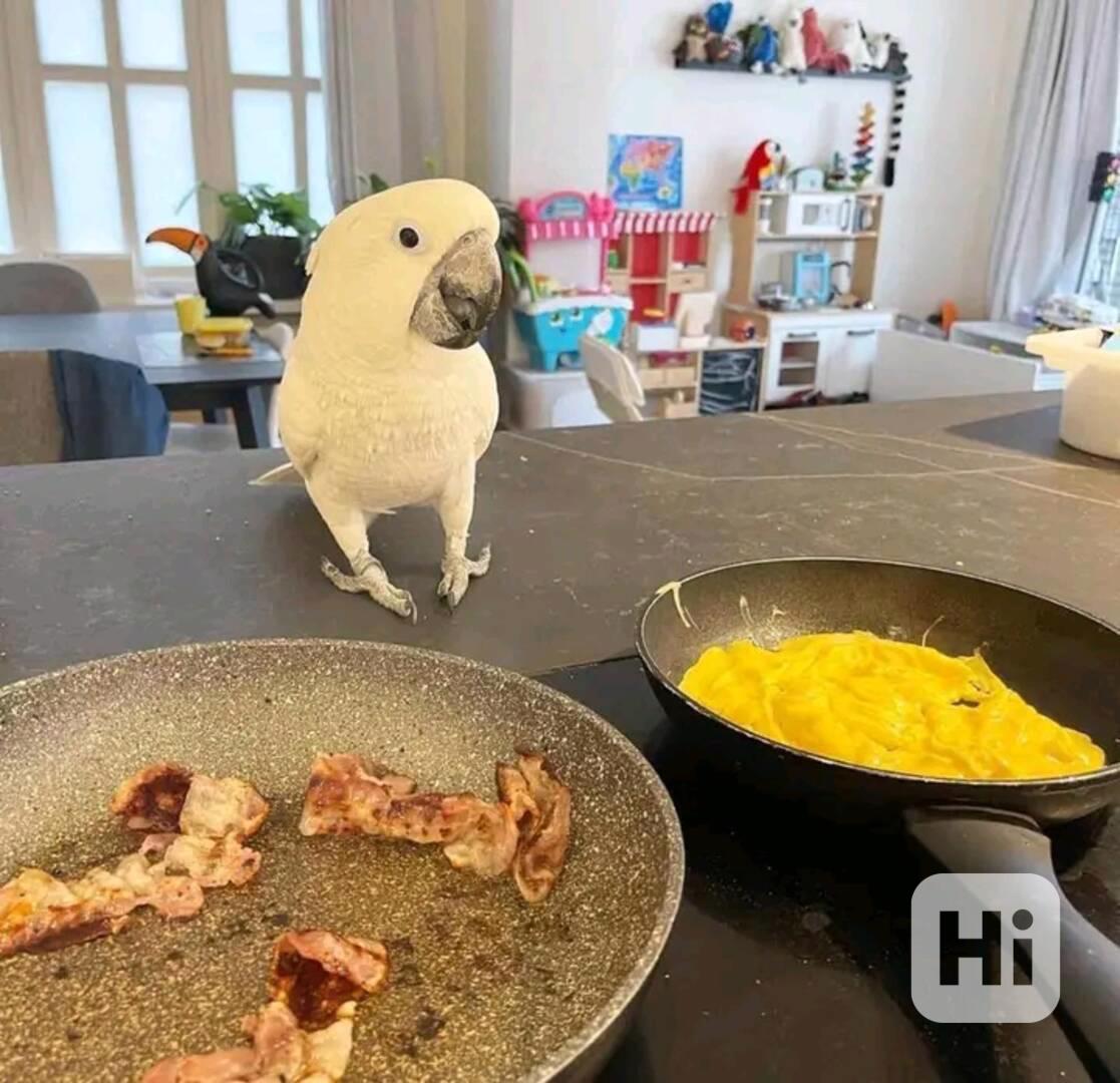 Molucký kakadu na prodej - foto 1