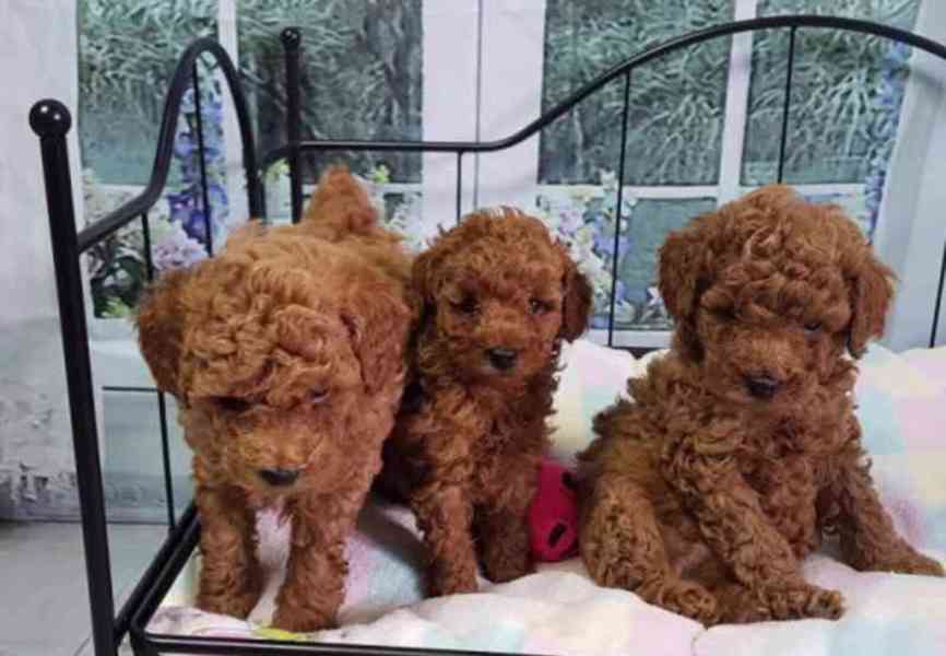 Štěňata pudla k adopci - foto 1