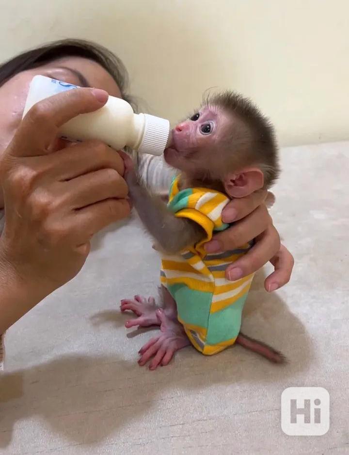 OPICE KAPUCÍNSKÉ K ADOPCI - foto 1