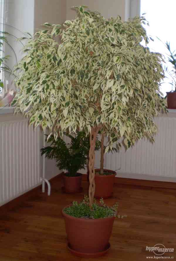 Ficus benjamina "Starlight" (Fíkus), spletený kmen - foto 1