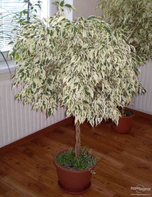 Ficus benjamina "Starlight" (Fíkus), spletený kmen - foto 2