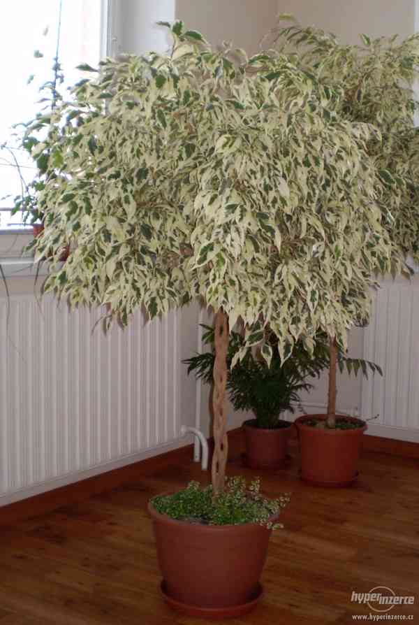 Ficus benjamina "Starlight" (Fíkus), spletený kmen - foto 3