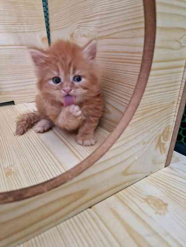 Koťátka mainské mývalí kočky. - foto 2