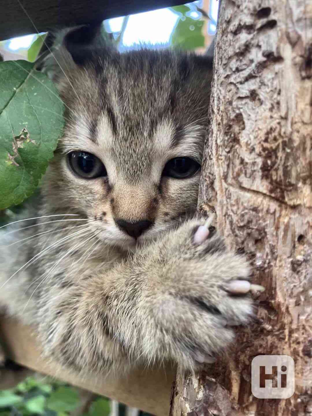 Bengálské kotě kočička - foto 1