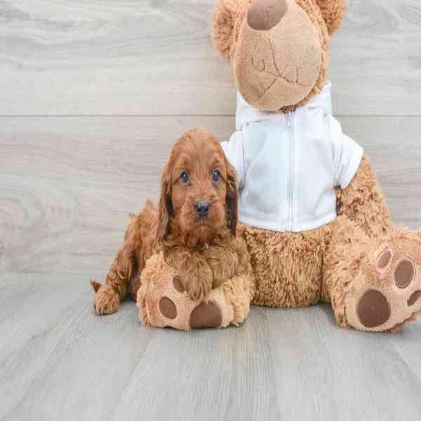 ckc multigen labradoodle - foto 1