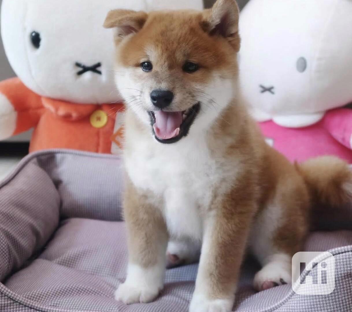 Nejkouzelnější a nejrozkošnější štěňata Shiba Inu - foto 1