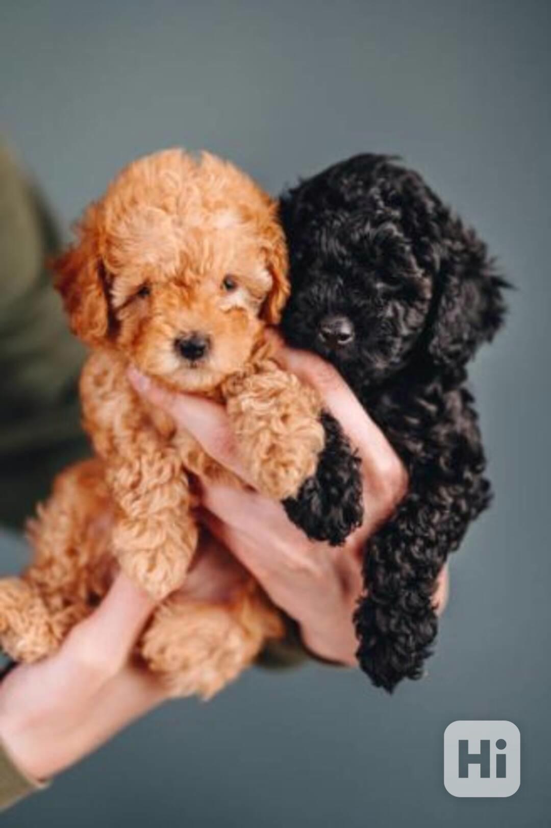 Krásná štěňata pudla, samec a samice. - foto 1