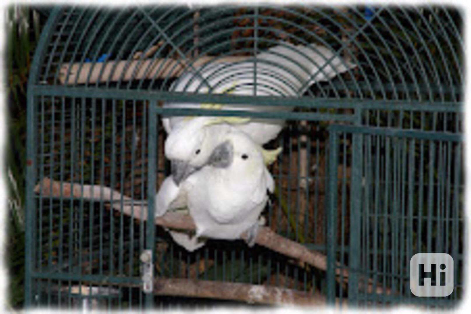 2 nově vylíhlá mláďata kakadua Umbrella   Mám 2 nově vylíhlá - foto 1