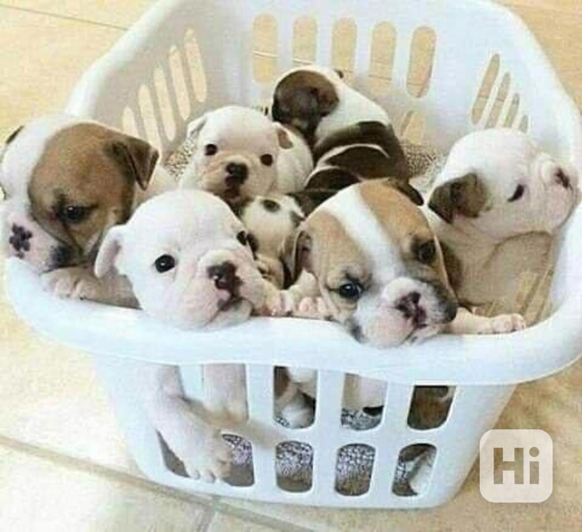 Krásné malé štěňátko anglického buldoka k dispozici - foto 1