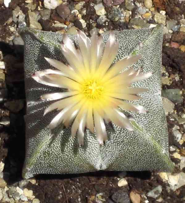 Kaktus Astrophytum myriostigma var. Quadricostatum - semena