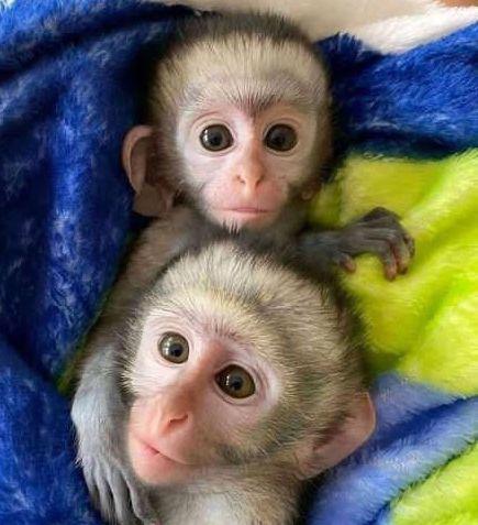  Energický samec kapucínské opice  - foto 1