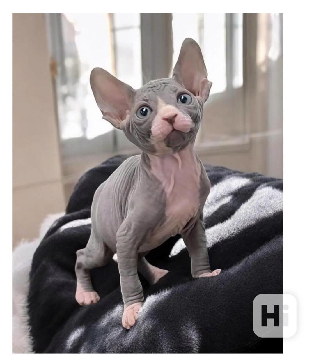 Krásná koťátka sphynxů na prodej - foto 1