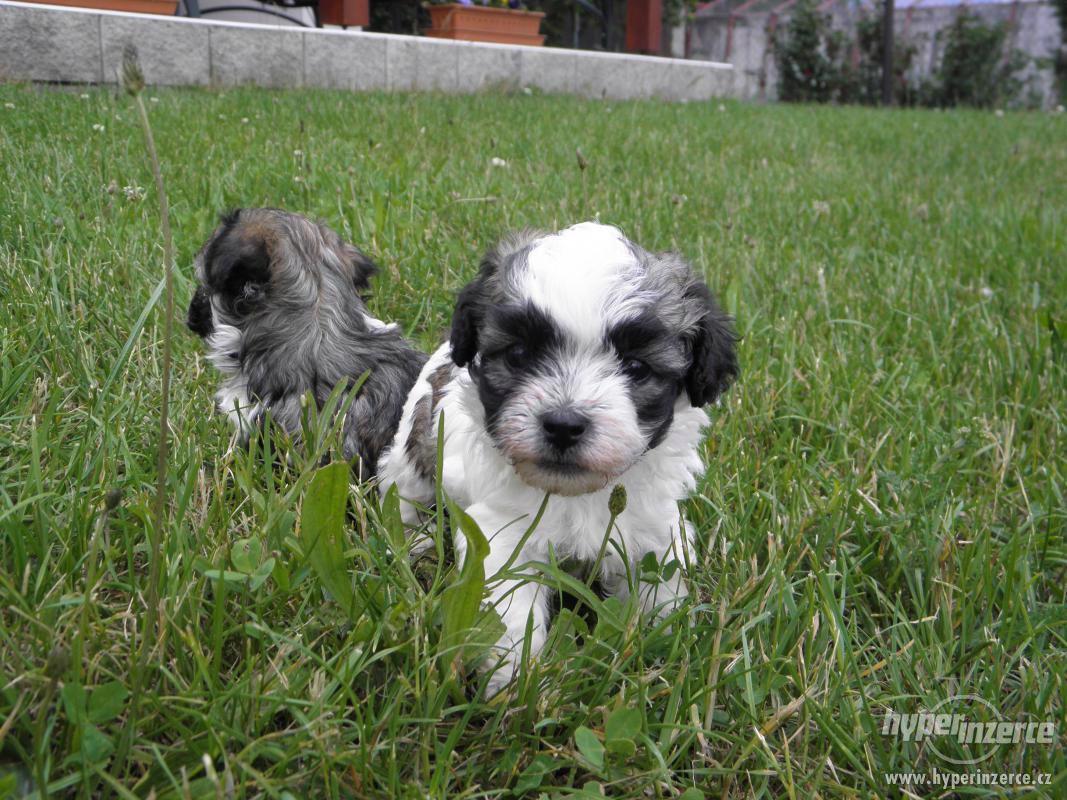 Boloňský psík barevný bez PP. - foto 1