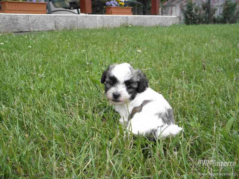 Boloňský psík barevný bez PP. - foto 2