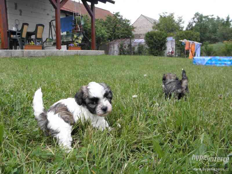 Boloňský psík barevný bez PP. - foto 3