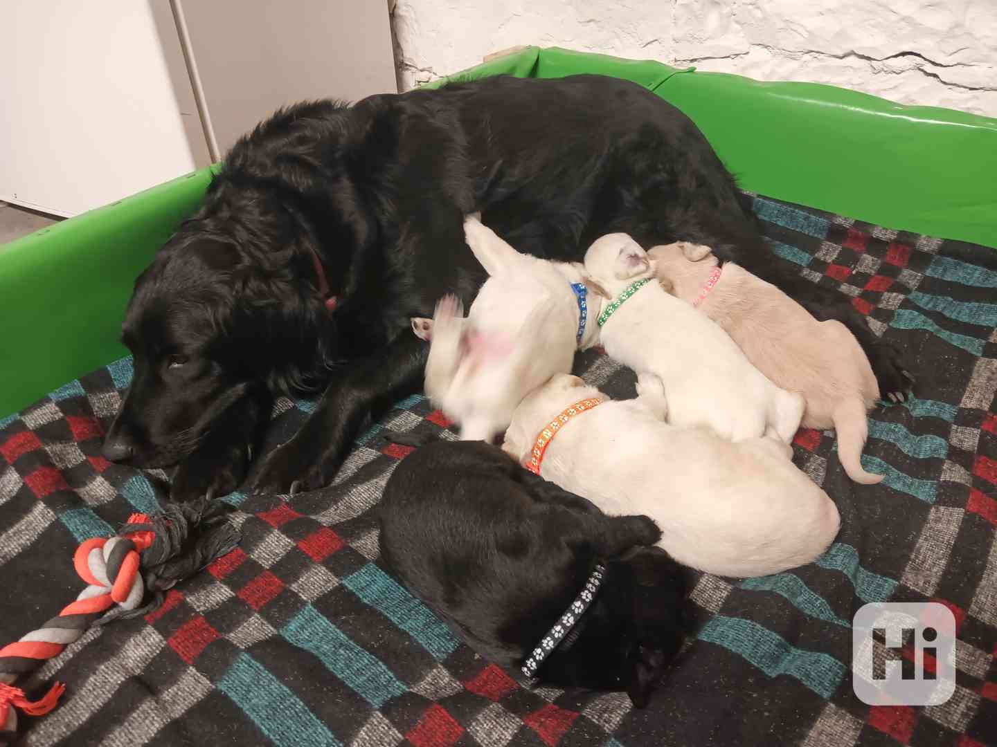 Labradorský retrívr  - foto 1