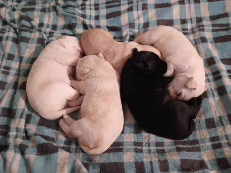 Labradorský retrívr  - foto 4