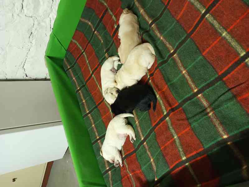 Labradorský retrívr  - foto 3