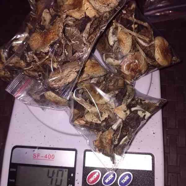 Magic mushrooms  - foto 2