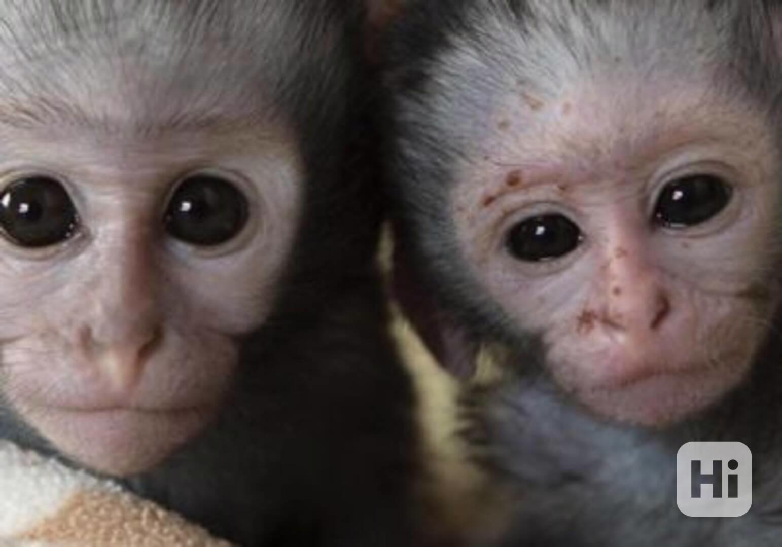 mláďata kapucínských opic - foto 1