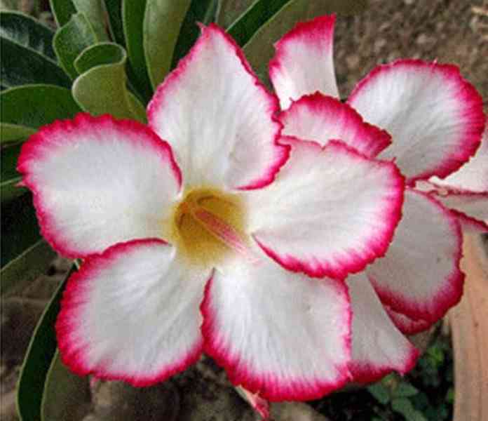 Adenium obesum 'my country' - semena