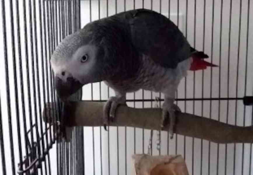 K dispozici krásní afričtí šedí papoušci - foto 1