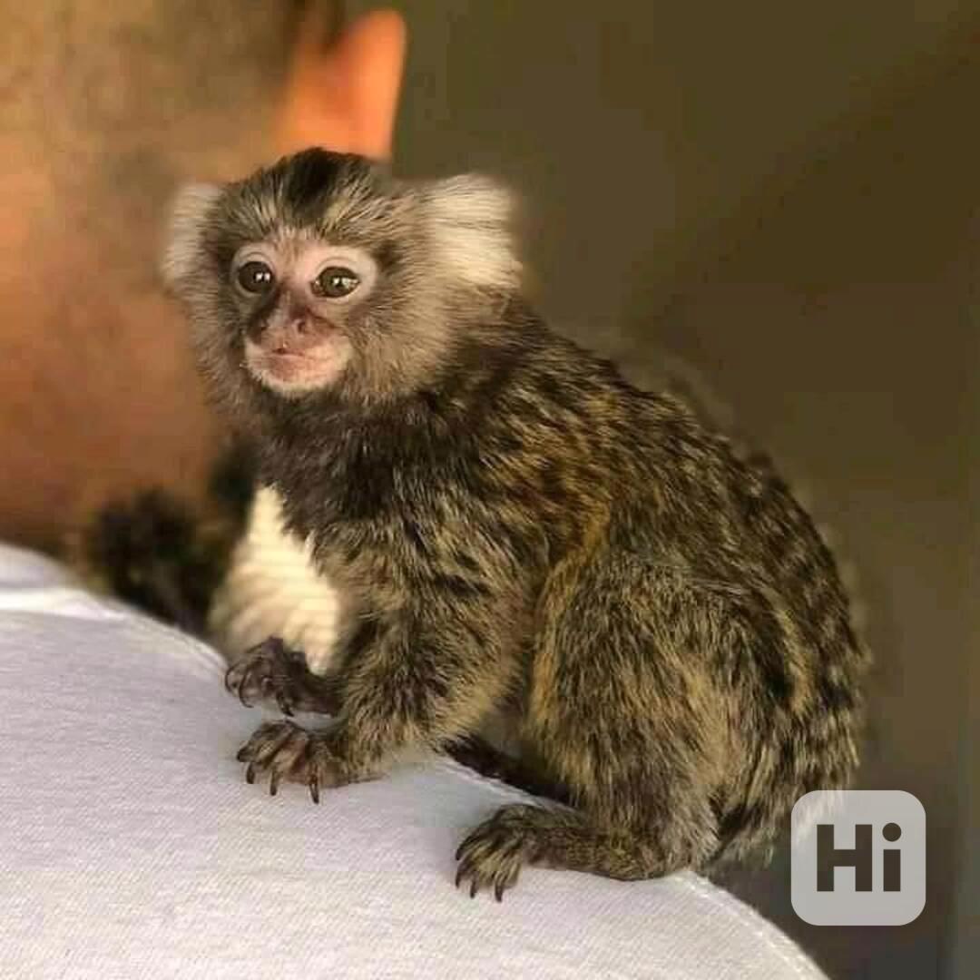 Prodej kosmanů trpasličích - foto 1