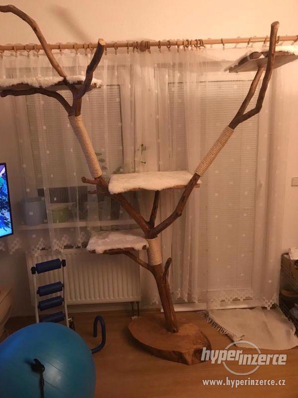 Nový kočičí strom z ořechu - ruční výroba - foto 1