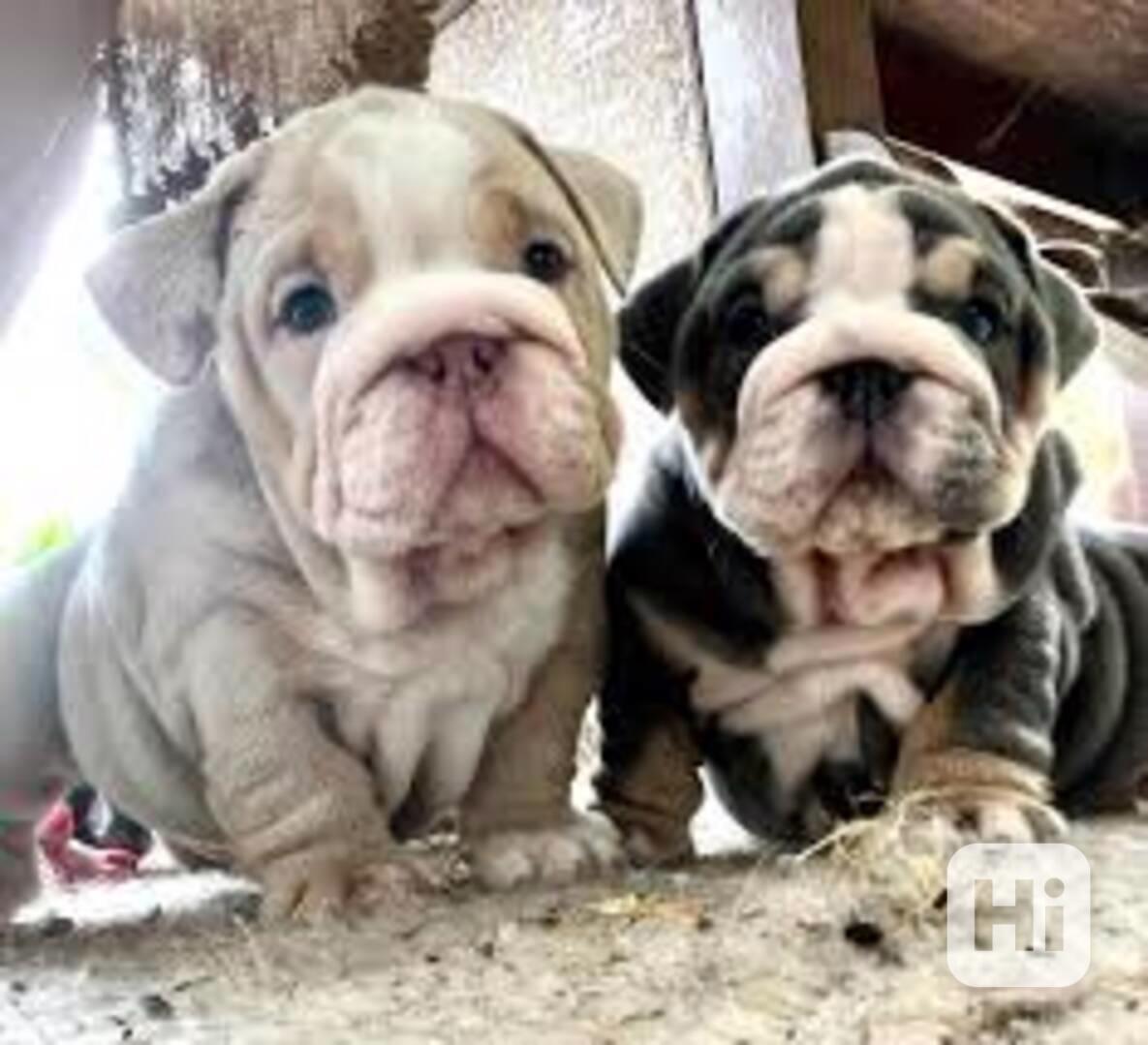Super rozkošná štěňata anglického buldoka k prodeji - foto 1