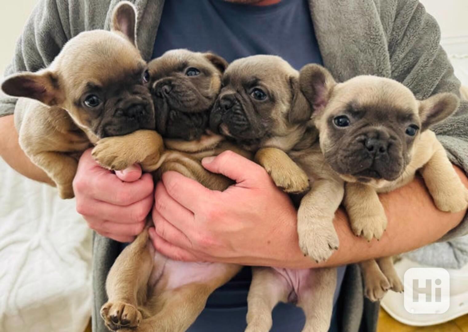 4 nádherní francouzskí buldočci - foto 1