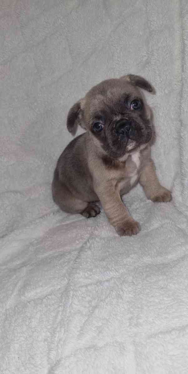 4 nádherní francouzskí buldočci - foto 6