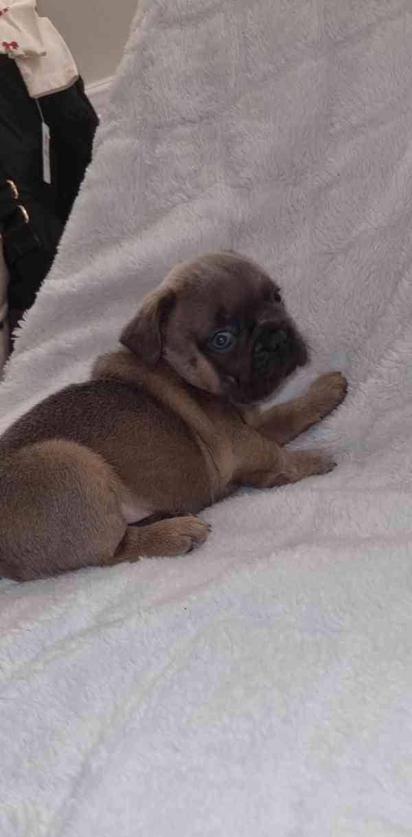 4 nádherní francouzskí buldočci - foto 3