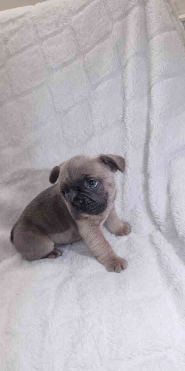 4 nádherní francouzskí buldočci - foto 5