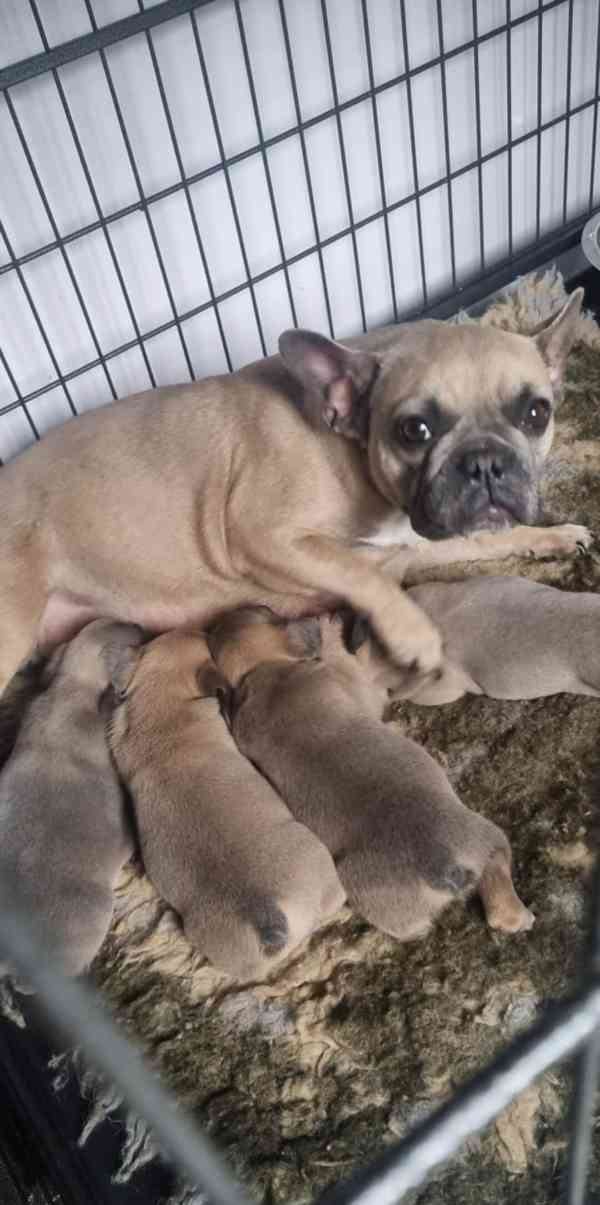 4 nádherní francouzskí buldočci - foto 2