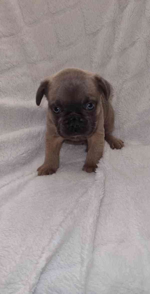 4 nádherní francouzskí buldočci - foto 7