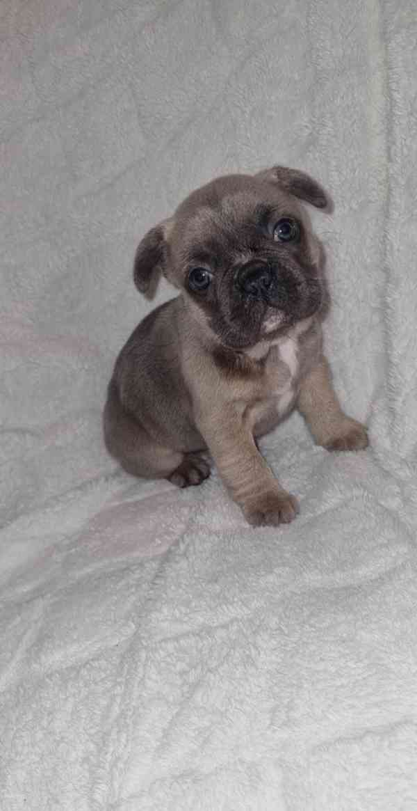 4 nádherní francouzskí buldočci - foto 4