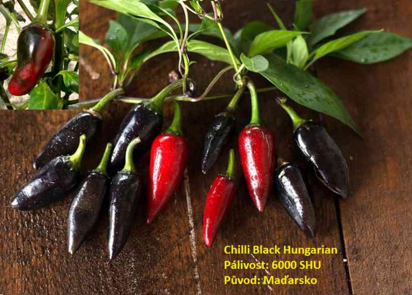 Rostlina chilli Black Hungarian-maďarské papričky - foto 1