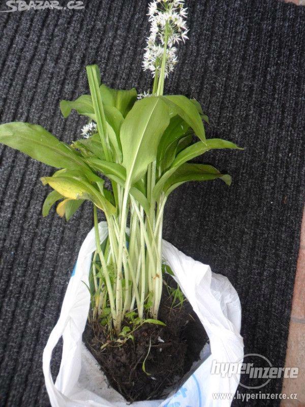 Prodám medvědí česnek-cibulky na sadbu. - foto 1