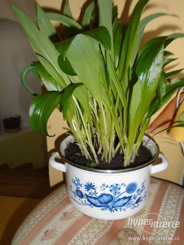 Prodám medvědí česnek-cibulky na sadbu. - foto 6