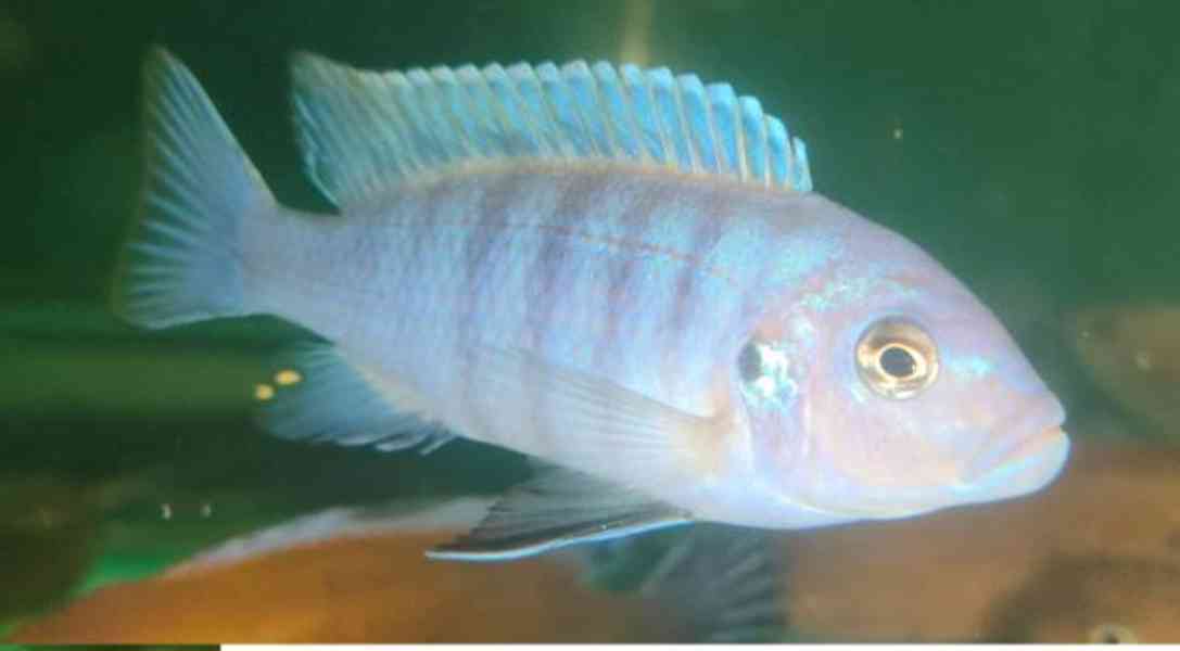 Tlamovci Malawi  - foto 34