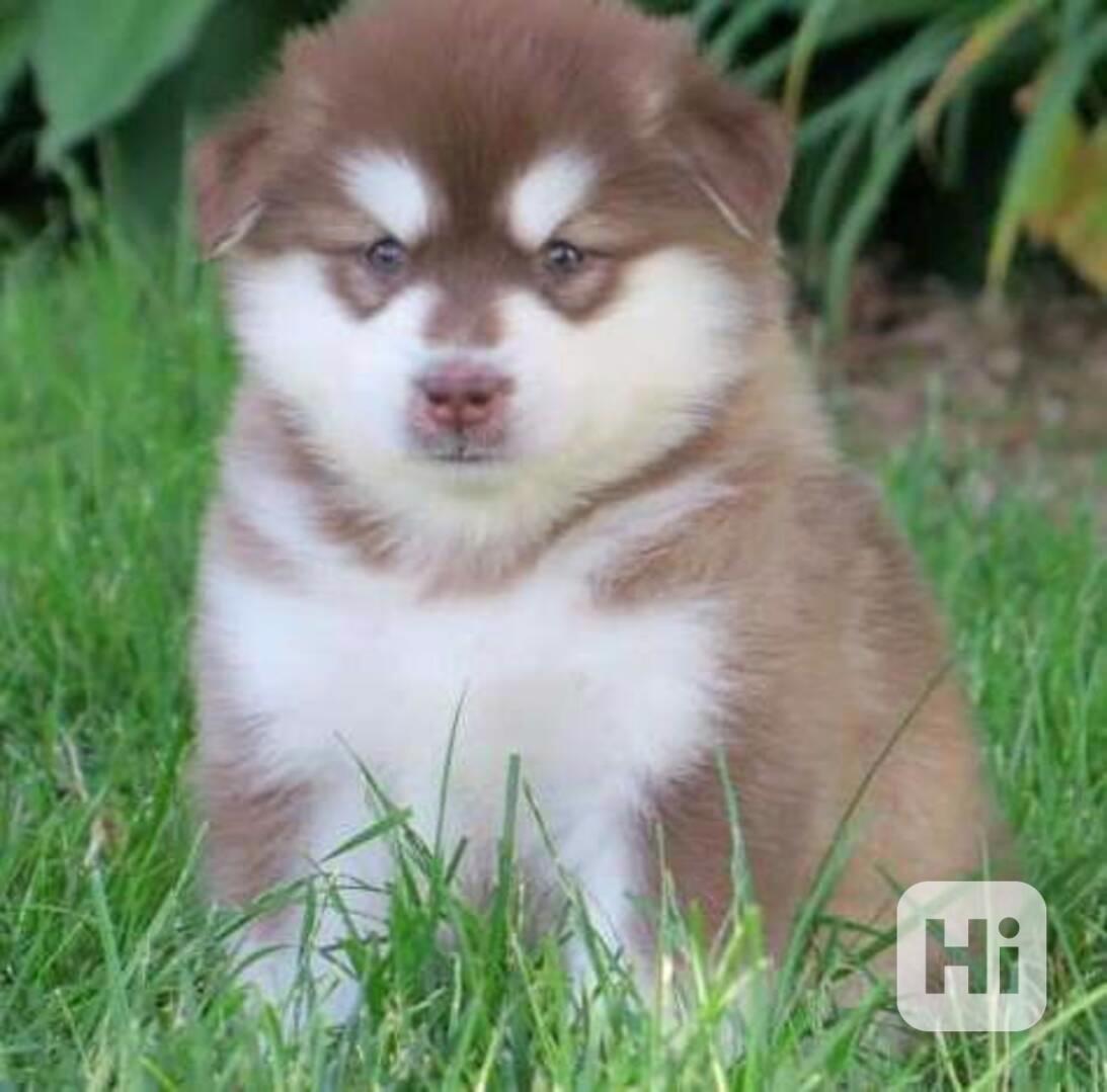 aljašští malamuti - štěňata, samci a samice - foto 1