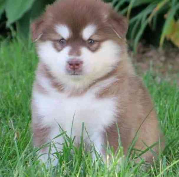 aljašští malamuti - štěňata, samci a samice - foto 1